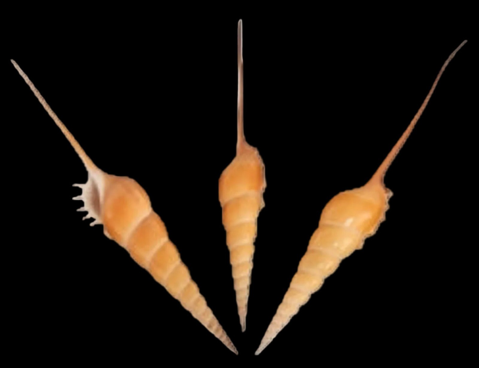 Tibia Fusus Shells measuring 7 to 9