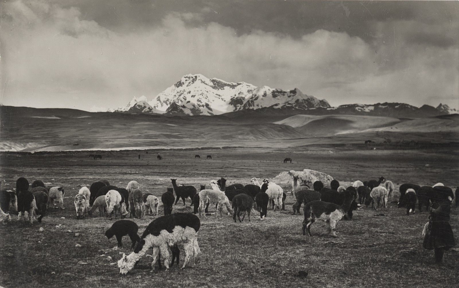 c. 1940's Alpacas Grazing, Andean Highlands, Peru RPPC by Martin Chambi Jiménez