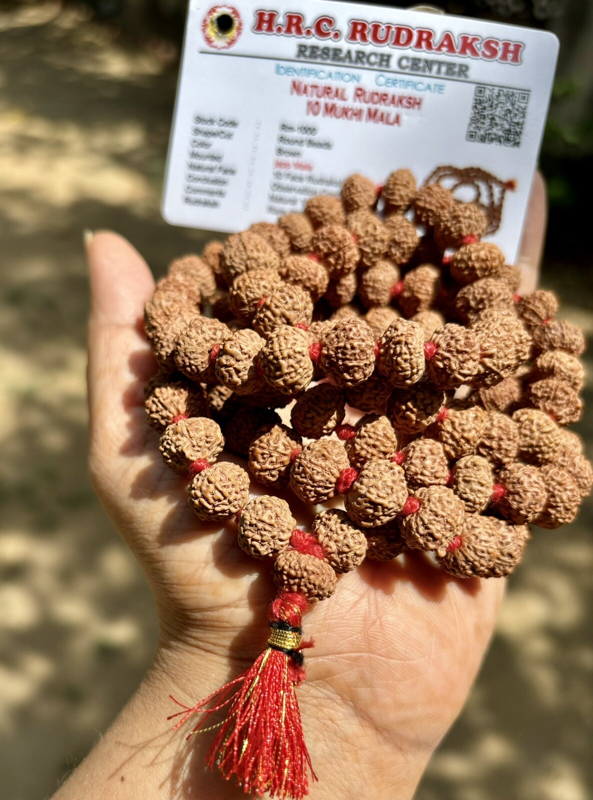 LAB CERTIFIED Rare 10 Mukhi RUDRAKSHA Rudraksh Mala ROSARY 108+1 Prayer Beads