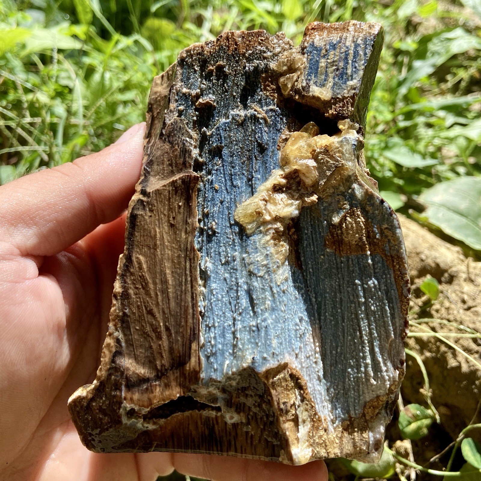 1 Pound 7.73 Oz Blue Druzy UV Reactive Petrified Palm Wood Lapidary Rough