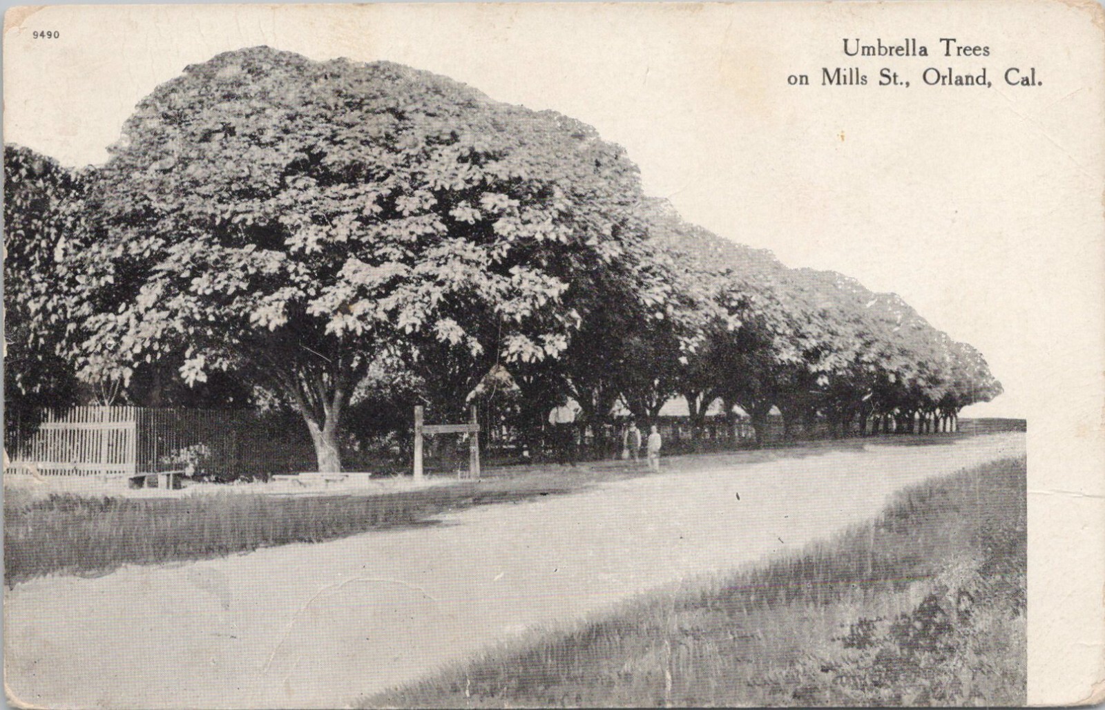 Photo PC Orland California Umbrella Trees on Mills Street 1915 Glenn County