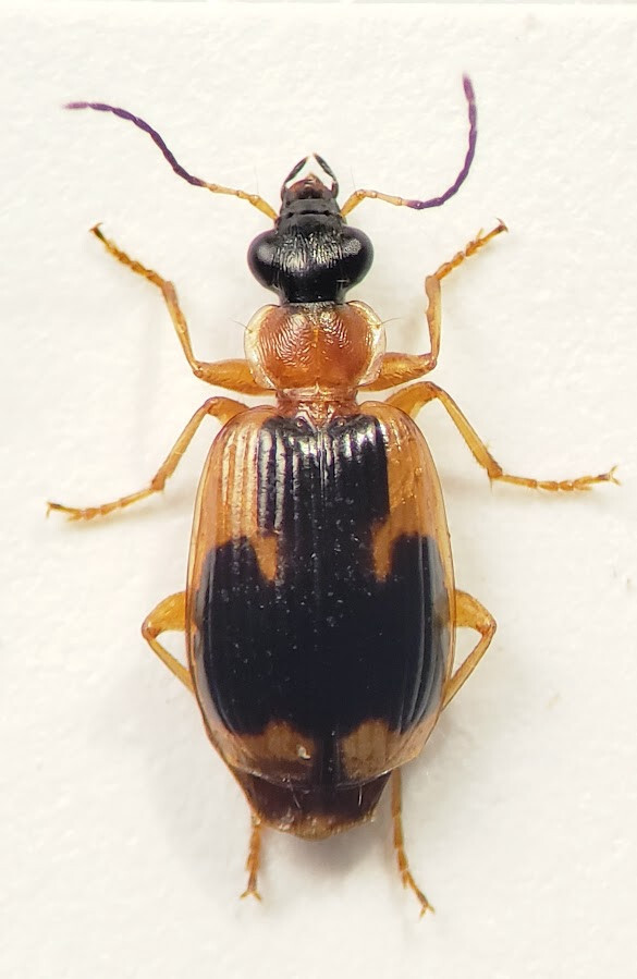 Ground Beetle: Lebia analis (Carabidae) USA Coleoptera Insect