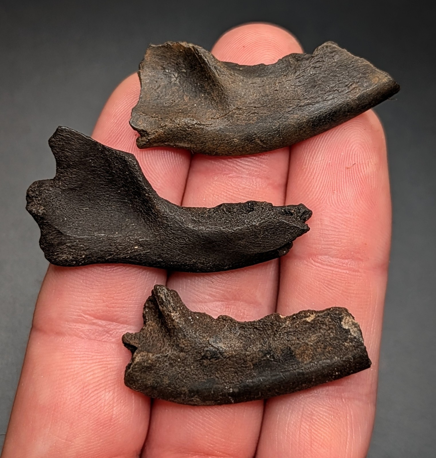 ICE AGE CARNIVORE JAWS - NORTH FLORIDA - PLEISTOCENE FOSSILS ALL NATURAL