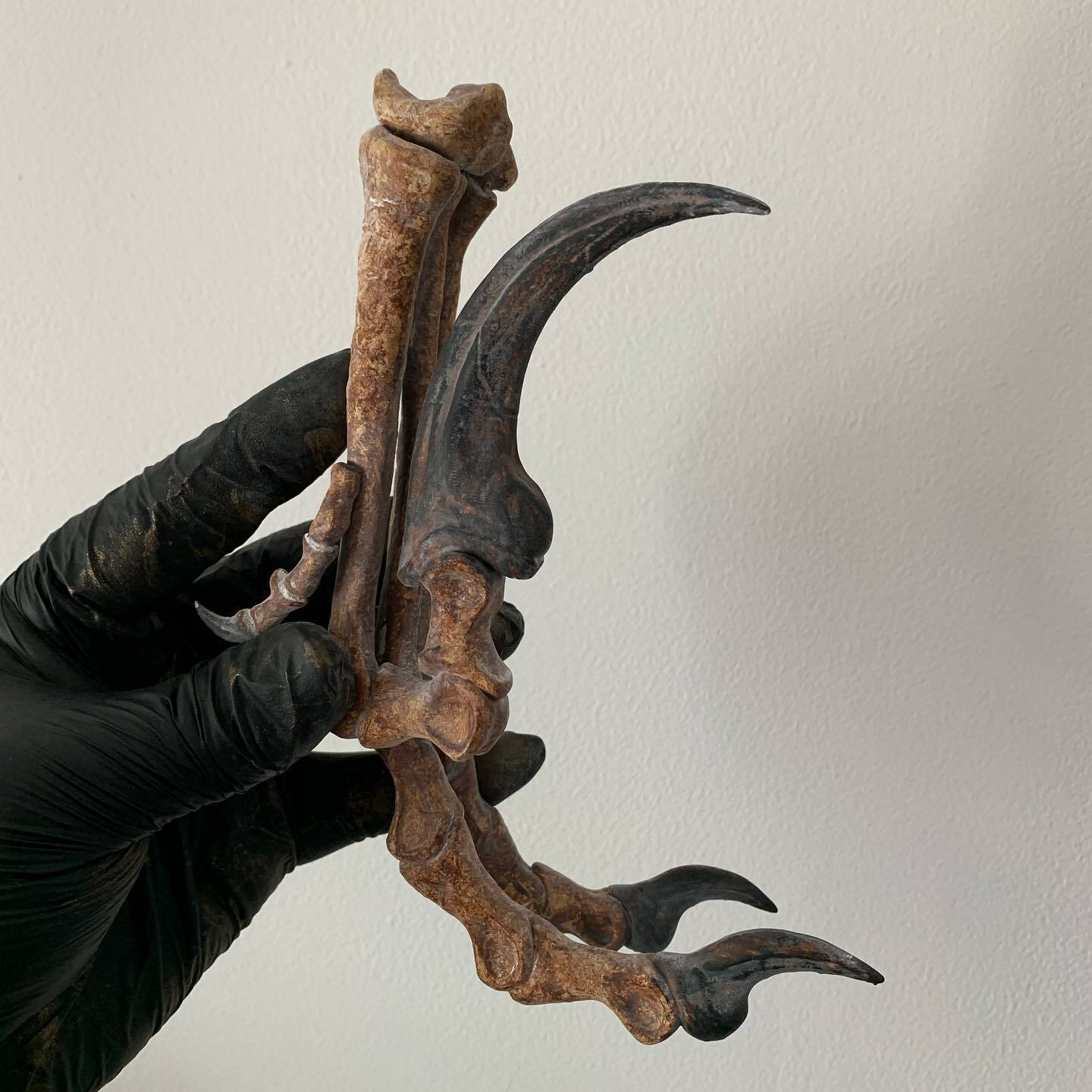 Velociraptor Replica Paw Claw Dinosaur Raptor Fossil
