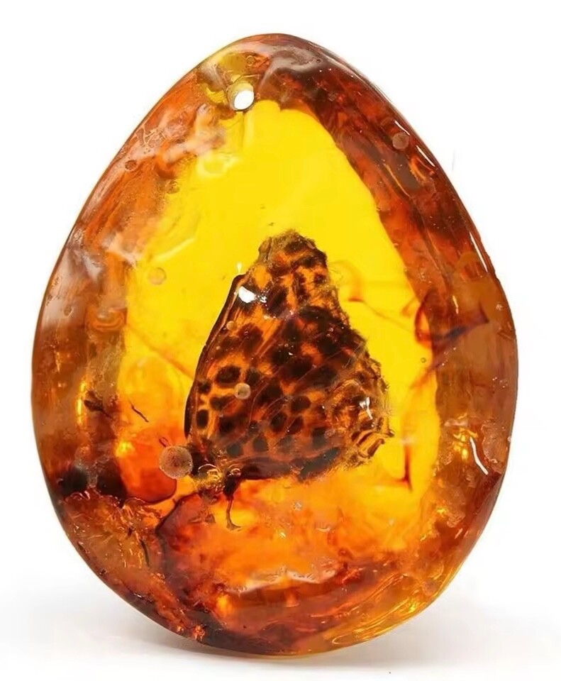 Amber (Polybern) Variety with Inclusion Butterfly 140 Million BC