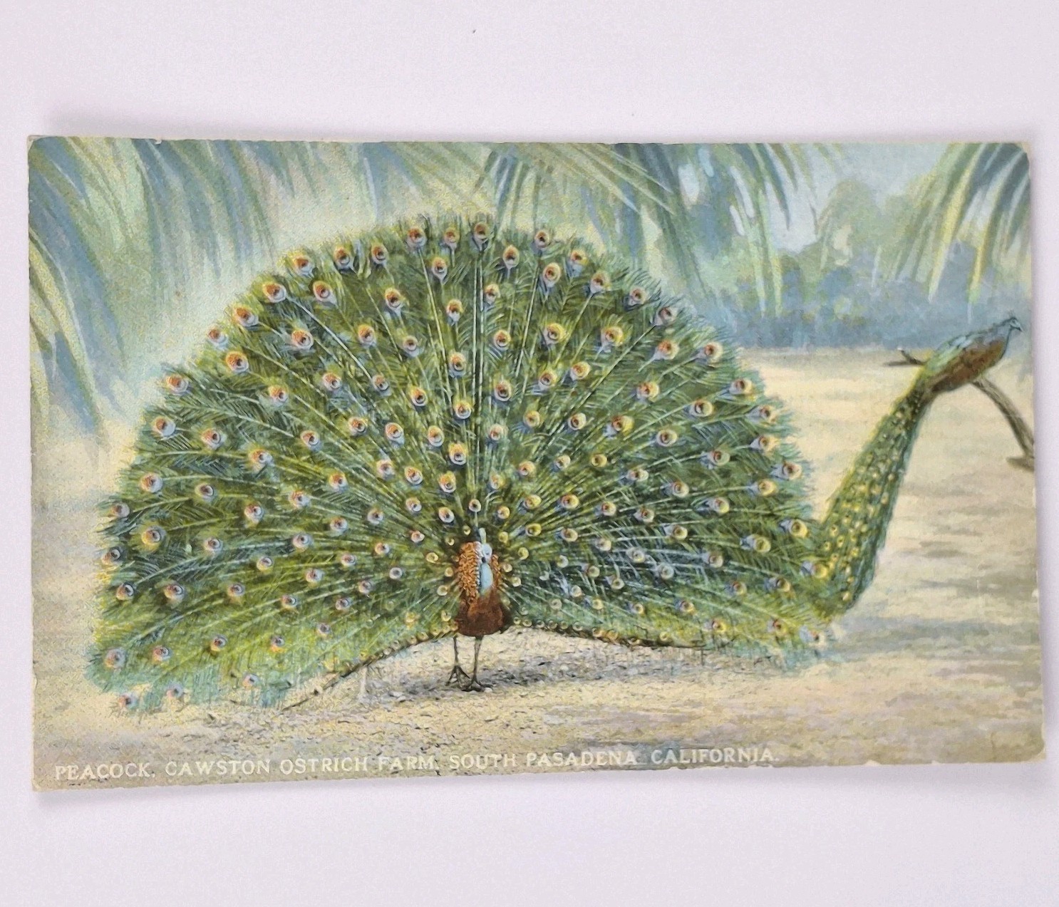 Peacock, Cawston Ostrich Farm, South Pasadena, California c1910 Vtg Postcard