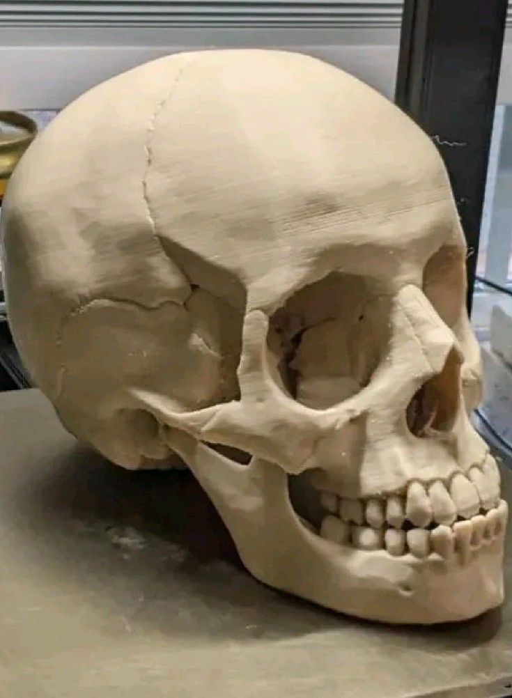 bone color Skull - Anatomical Human Skull 3d Printed. To scale