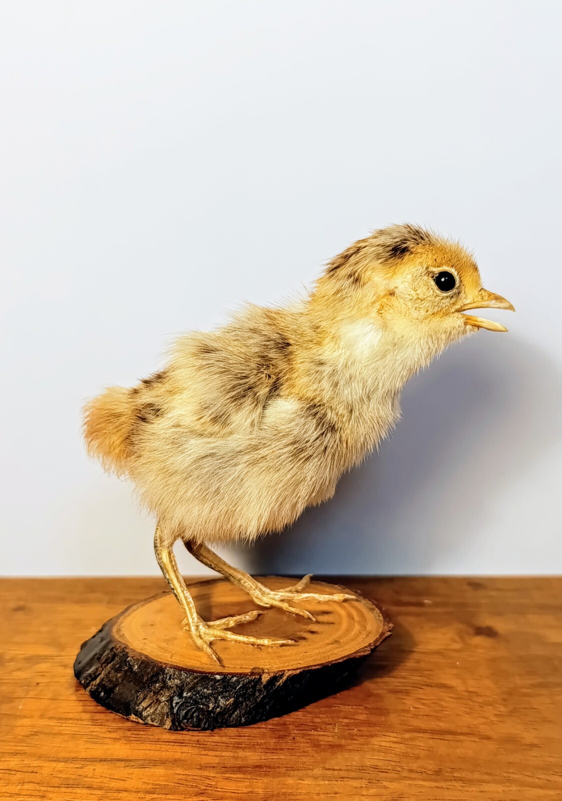 Taxidermy, Cabinet De Curiosites: Pullo Di Pollo (Gallus gallus domesticus)