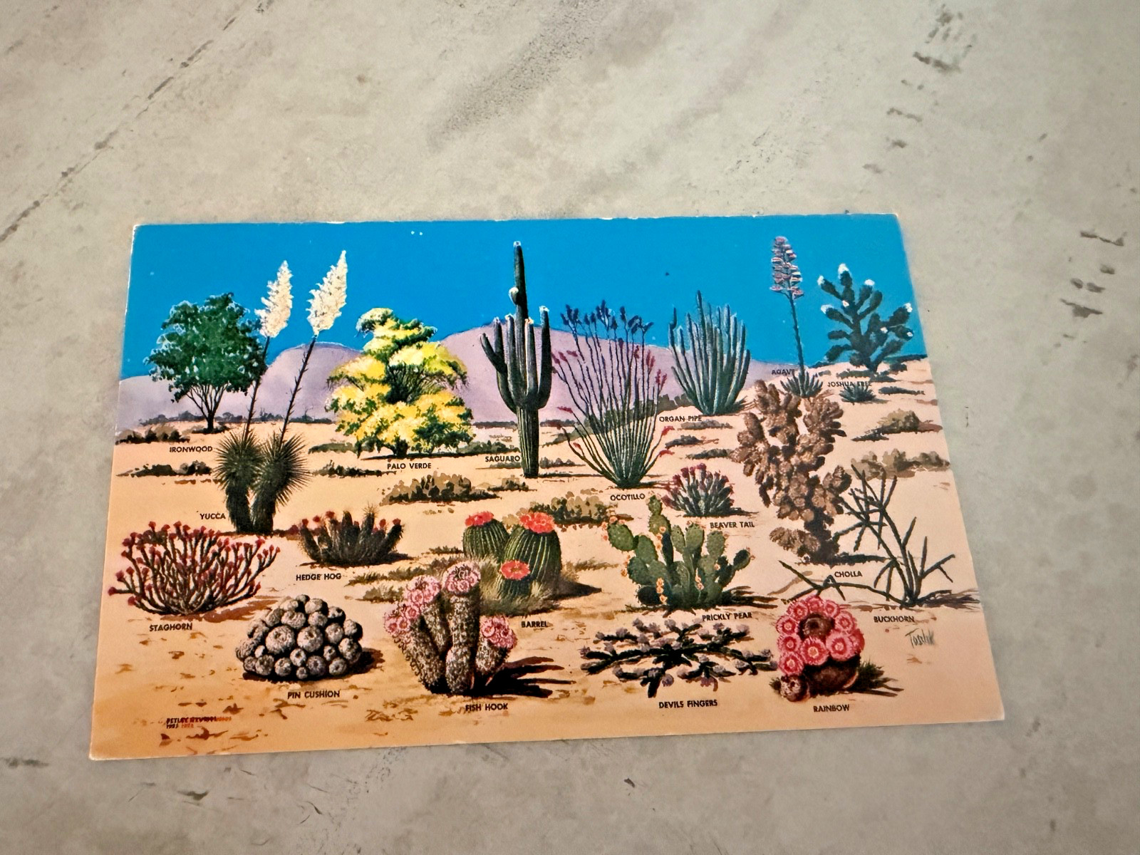 Postcard Arizona Cacti and Desert Flora Of The Great Southwest Unposted