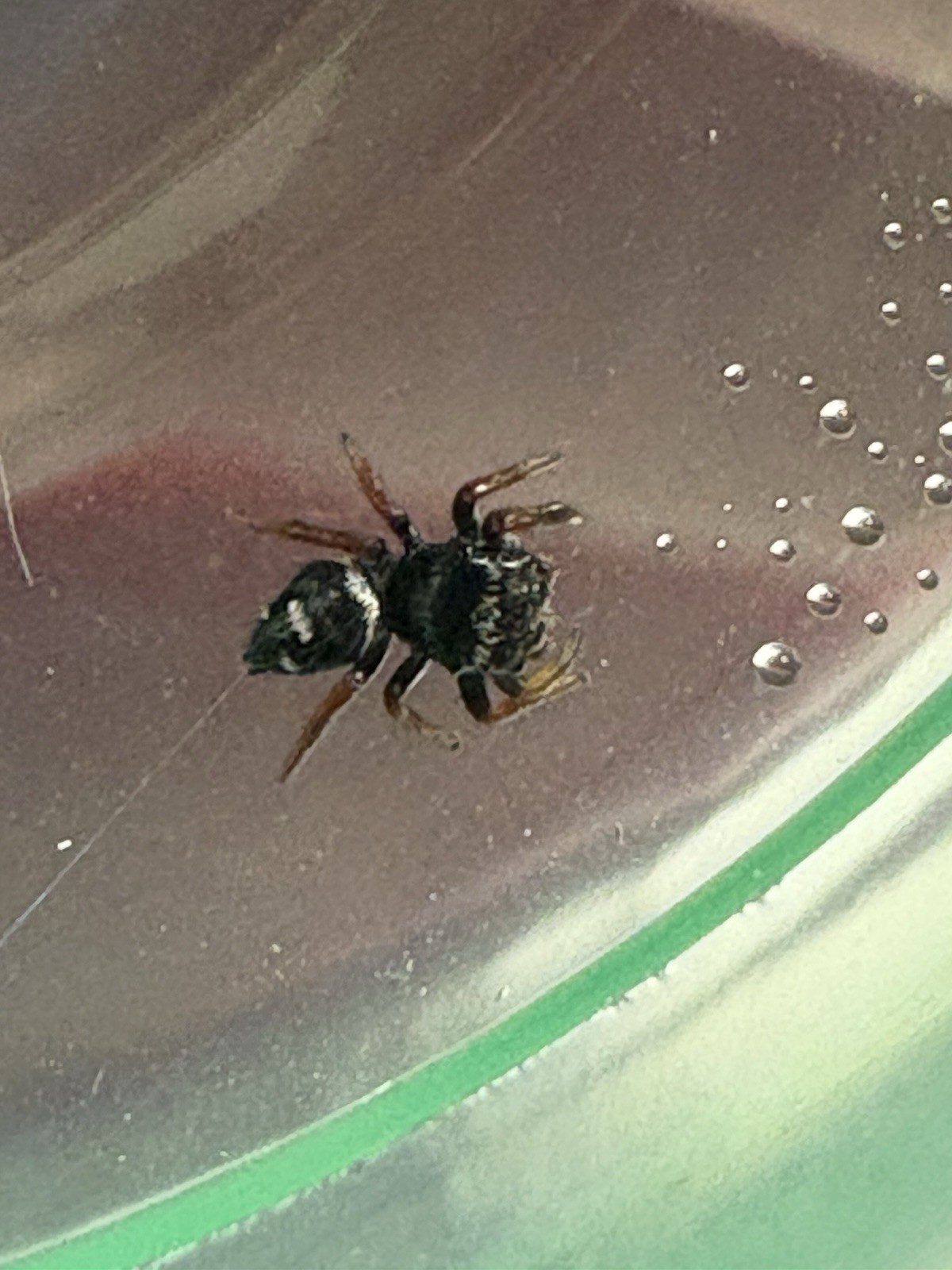 💜 Regal Jumping Spider I-4 Sling. Gender unknown. #2