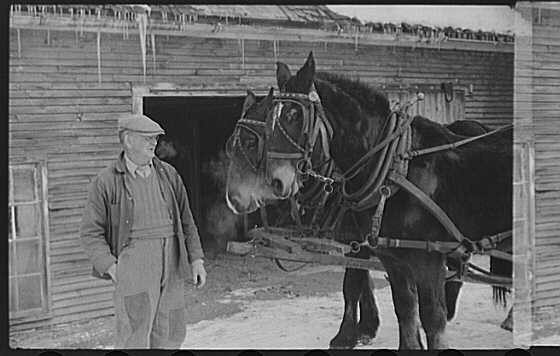 Woodstock Vermont 1939 Hired Man and Team Horse Barn Scene Putney Homesteads