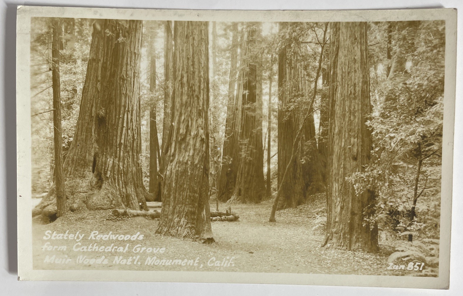1936 RPPC Muir Woods Nat’l Monument California Redwoods Cathedral Grove