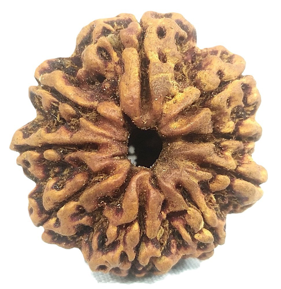 Rare 9 Mukhi Rudraksha With Complete 9 Seeds compartment - Nepal - IGL Certified