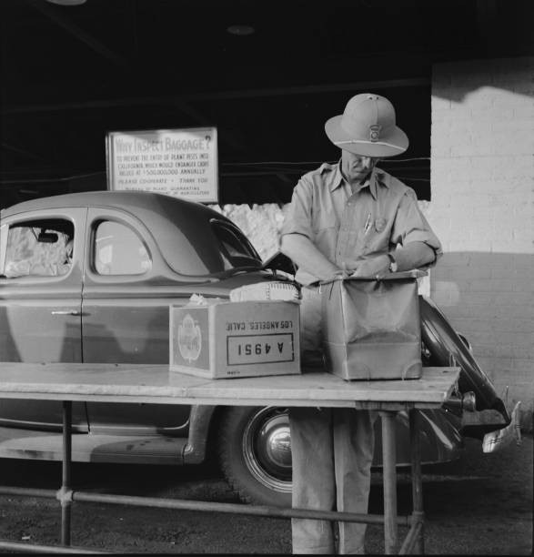 California state plant quarantine inspector examining baggage for - Old Photo