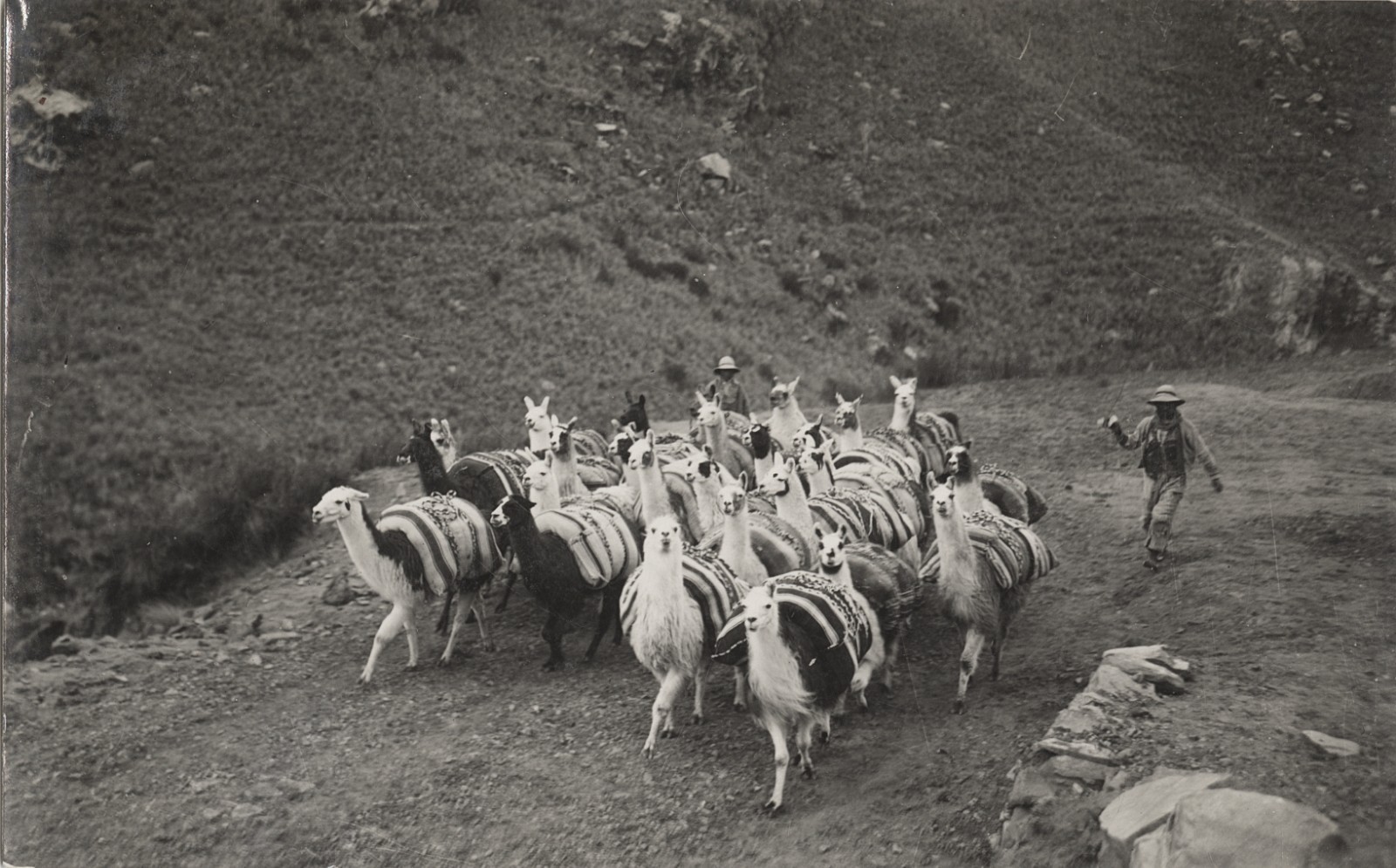 c. 1940's Llamas Being Herded, Andes, Peru RPPC by Martin Chambi Jiménez