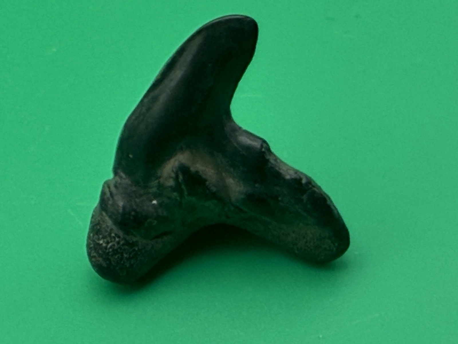 Pathological Contortus Tiger Shark Tooth Florida .85”