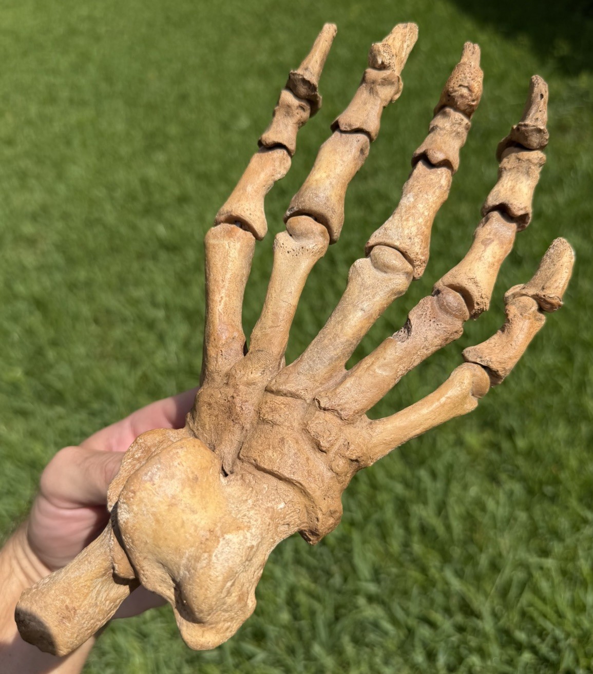 *RARELY OFFERED* XL Fossil Cave Bear Paw (Ursus spelaeus) from Romania