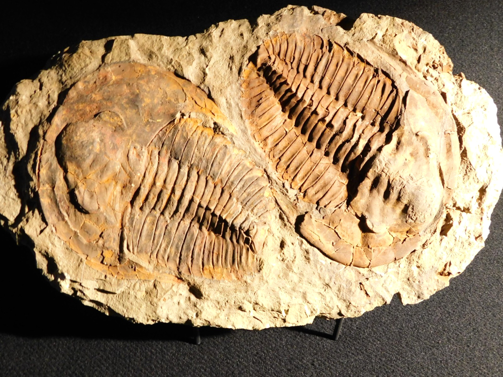 wOw TWO Big Museum Andalusiana TRILOBITE Fossils From Anif Morocco 1808gr