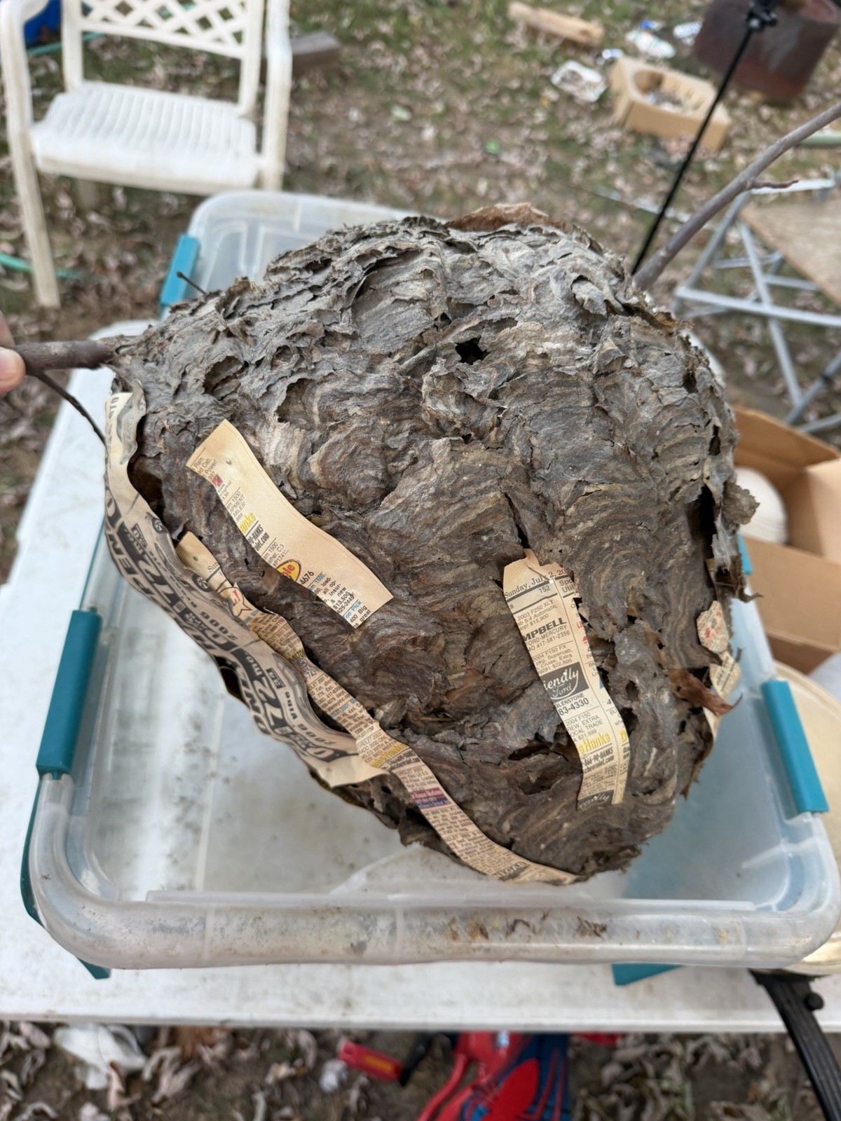Bald Face Hornet Wasp Nest on Branch 10x13 in Specimen Nature Science Taxidermy