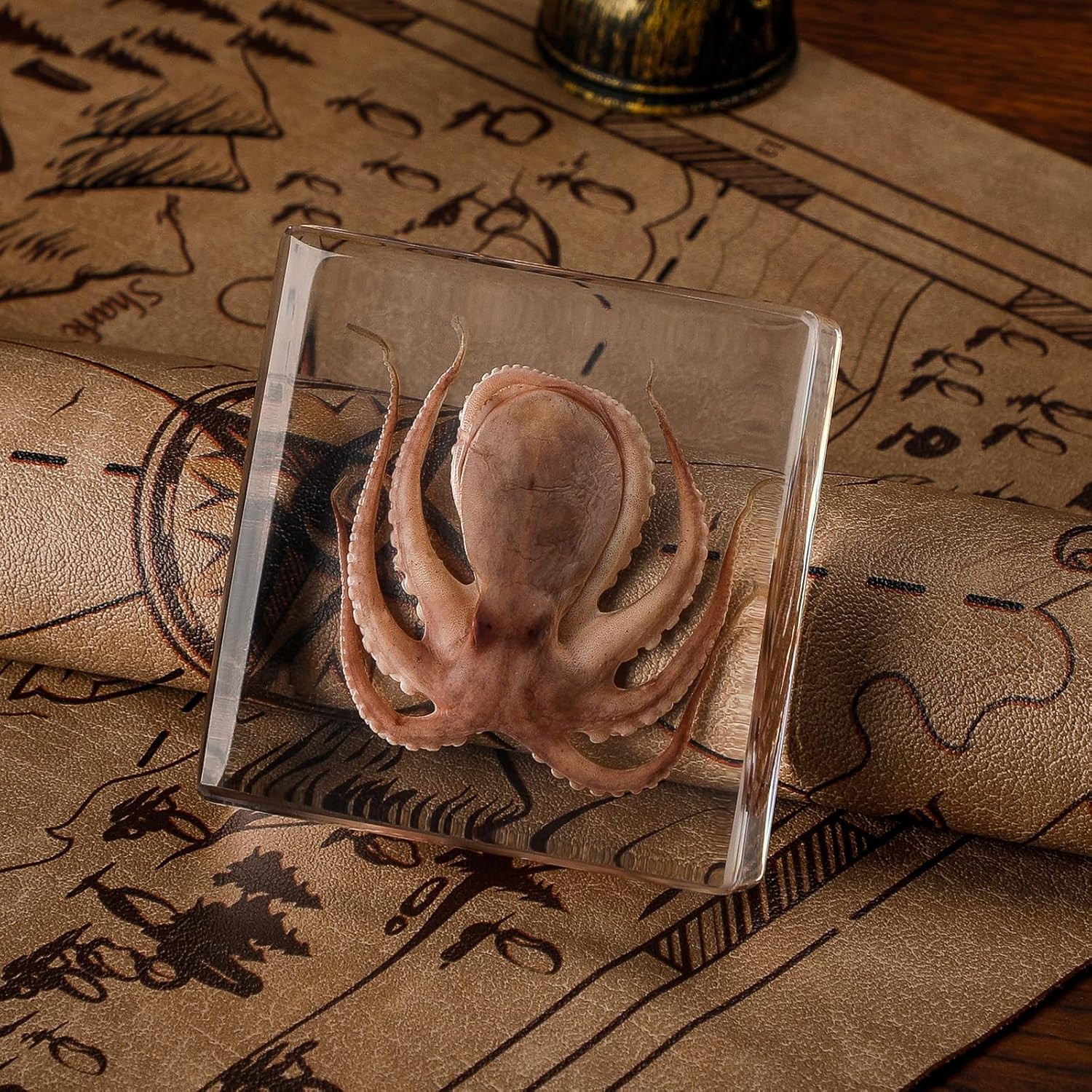 Taxidermy Octopus Specimen in Resin – Real Preserved Marine Animal Specimen, O