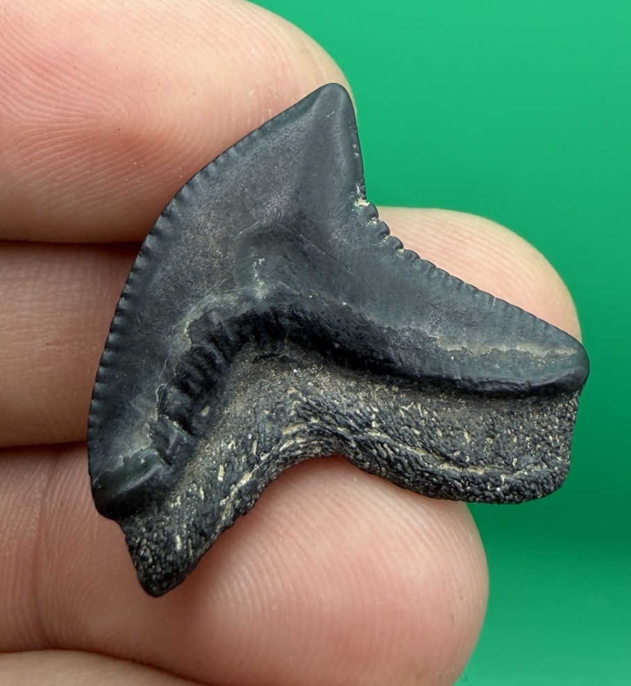 WILDLY DEFORMED PATHOLOGICAL MAYUMBENSIS TIGER SHARK TOOTH PEACE RIVER FL