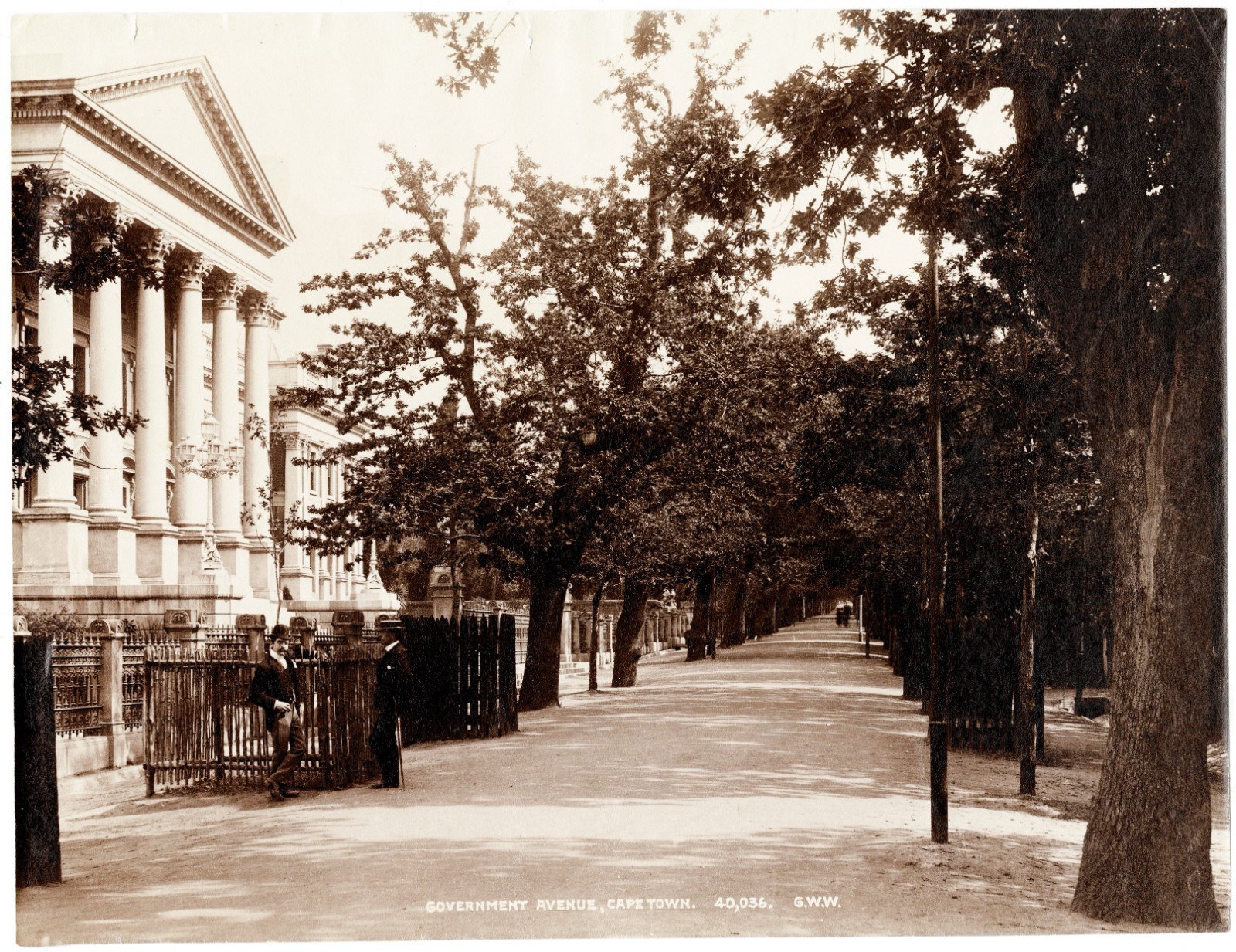 GEORGE WASHINGTON WILSON Cape Town Government Avenue c1895 Photo GWW