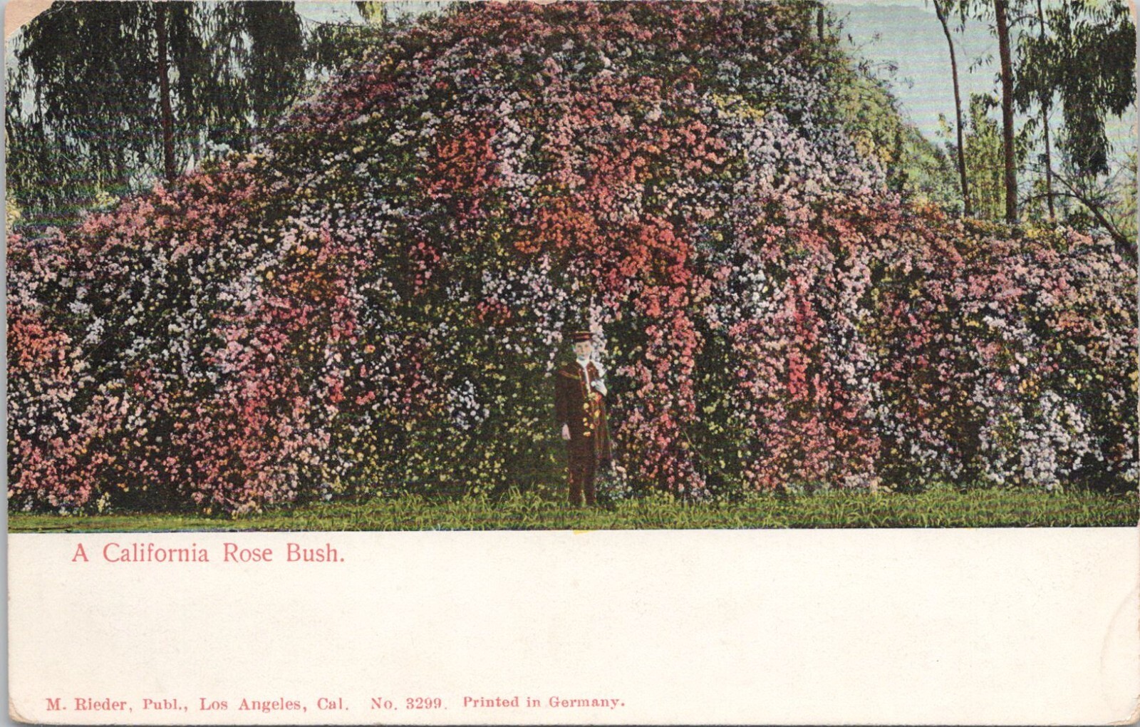 LITHO PC * Boy in Uniform Posing w/ California Rose Bush Los Angeles 1910s