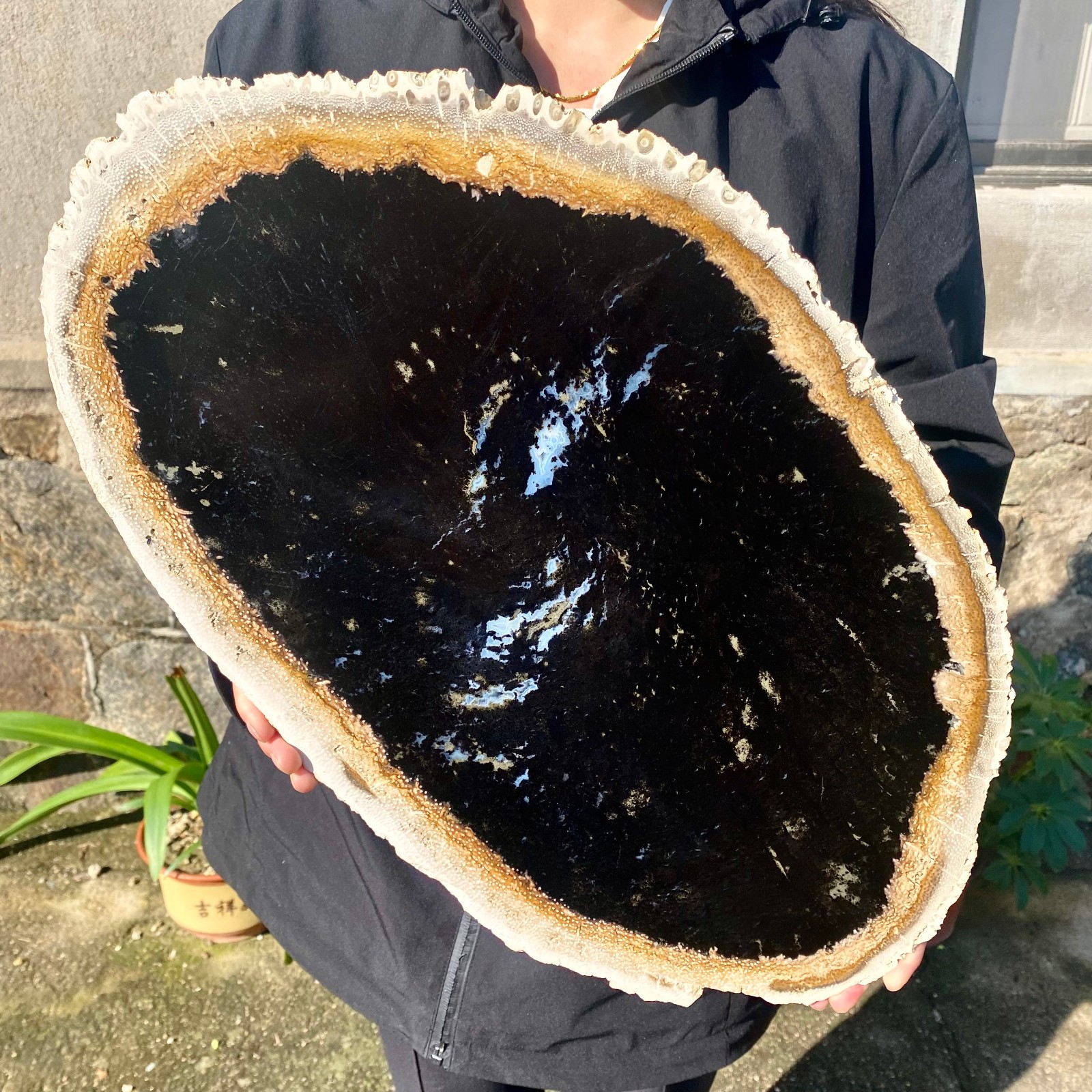 11.6LB Large Natural Petrified Wood Crystal Fossil Slice Shape Specimen Healing