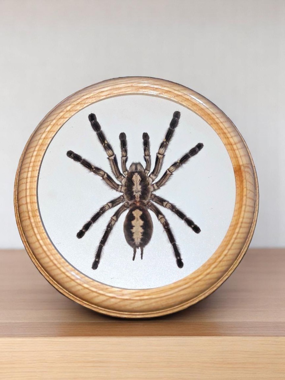 Large Spider Colorful exotic Tarantula | Mounted Spider Display Decor, wall art