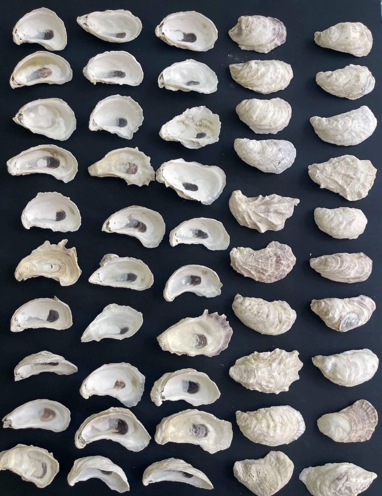50PCS Oyster Shells 3”-4” Oyster Shells Bulk for Home or Crafting
