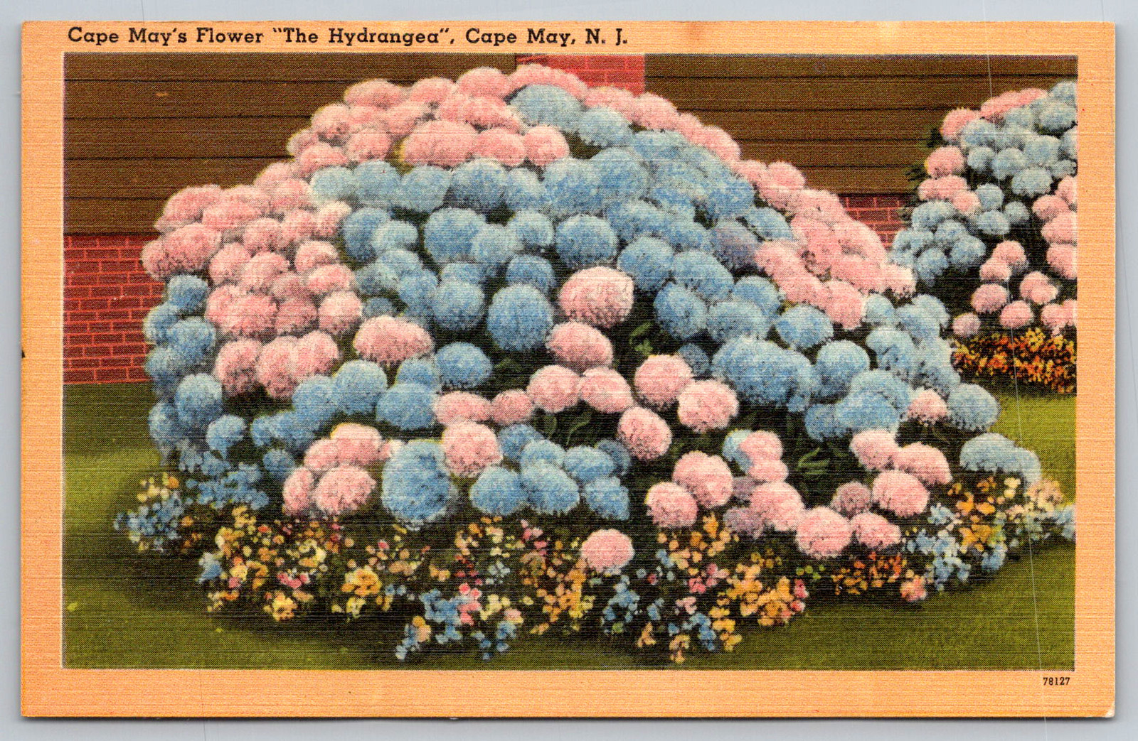 c1940s Cape May NJ Hydrangea Flower Vintage Postcard