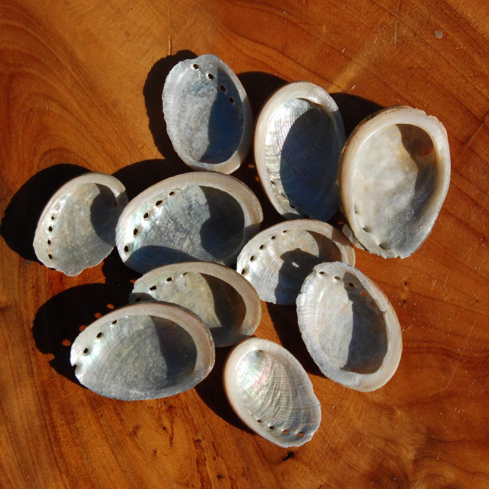 6pcs Tiny Black Abalone shells 1-2in Natural Craft Supplies