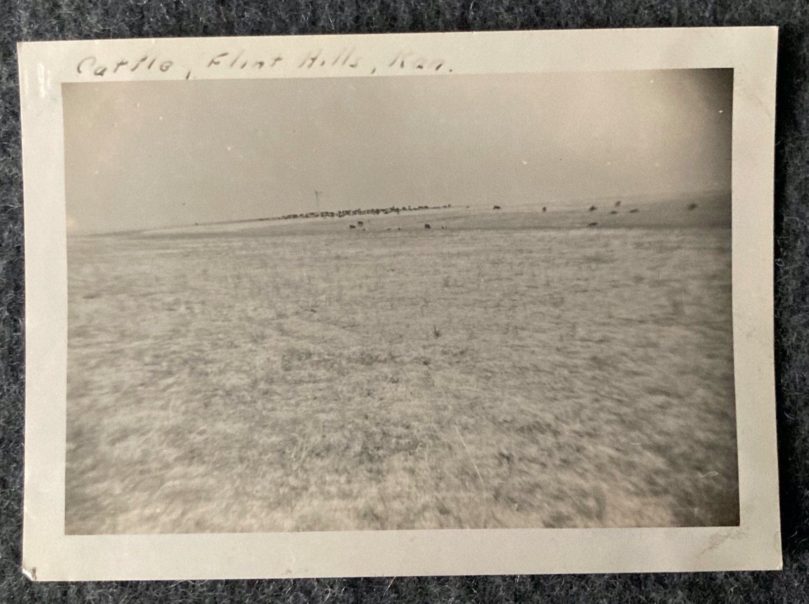 Vtg Photo 1939 Cattle Flint Hills, Kansas Blue Stem Pastures Prarie 4.5\