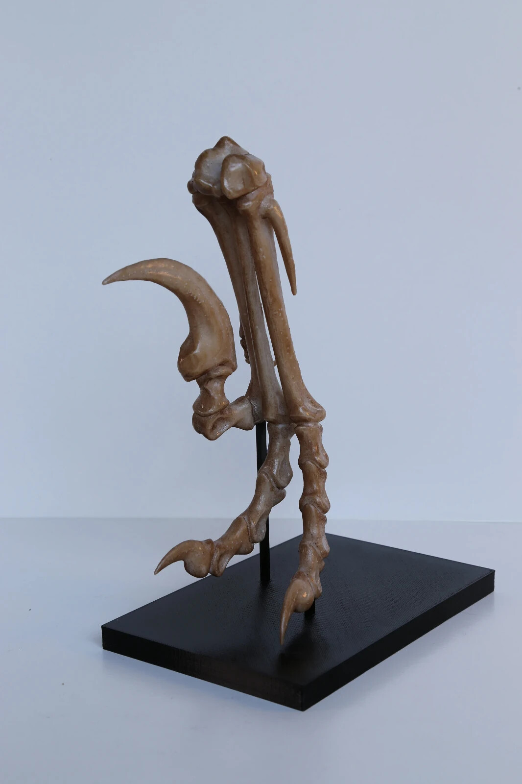 Velociraptor Foot Replica – Museum Quality Dinosaur Display Mount