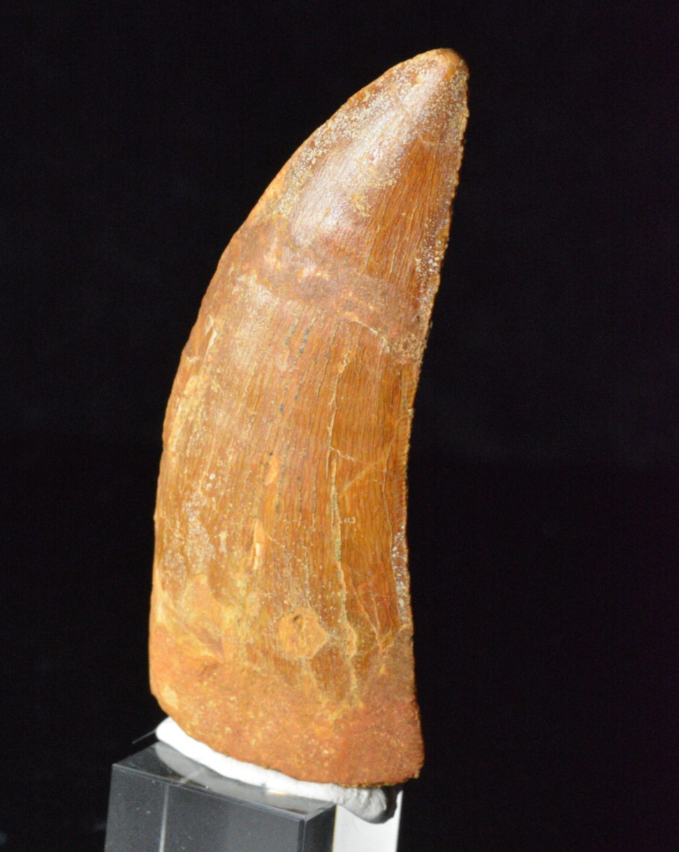 Carcharodontosaurus Dinosaur Tooth, Kem Kem, Morocco 2.72