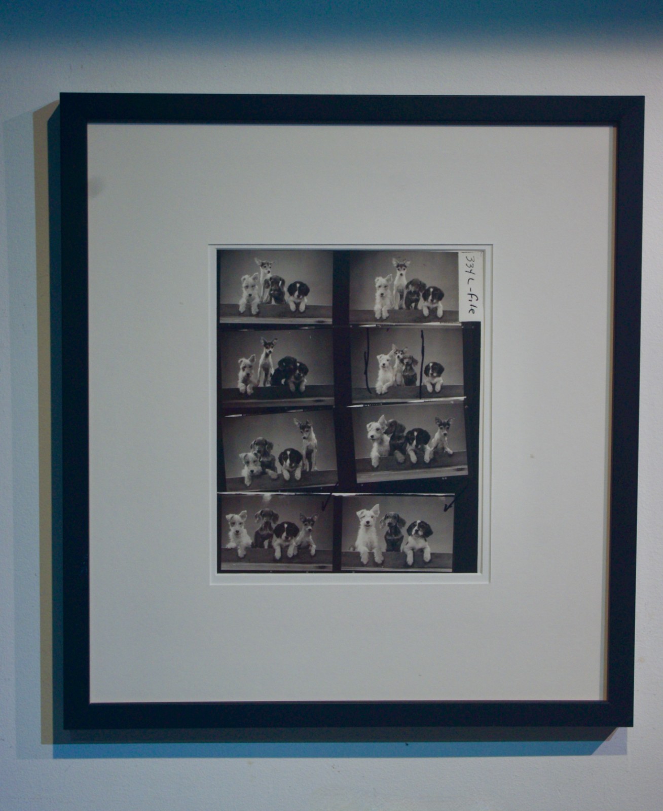 Vintage Walter Chandoha Signed 1965 Neg Contact Sheet Photo Puppies Studio Proof