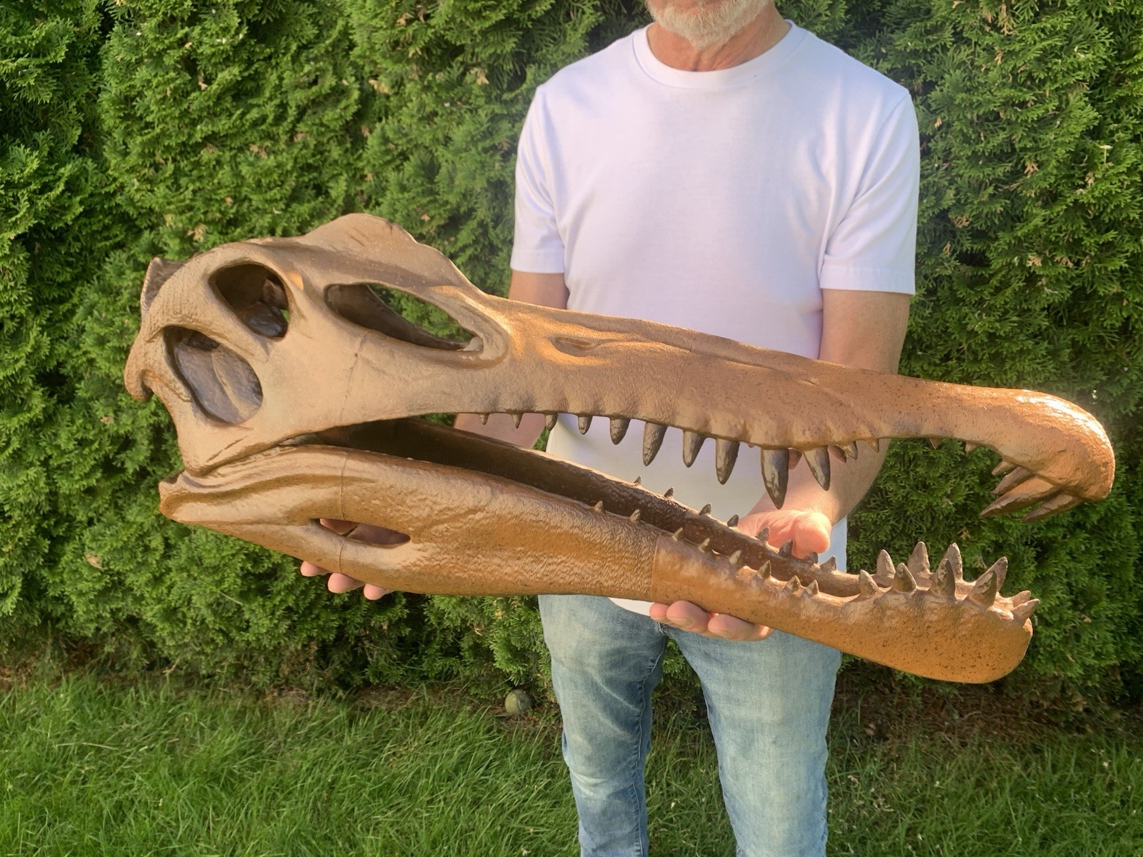 Large 31” Spinosaurus Skull Replica Museum quality 