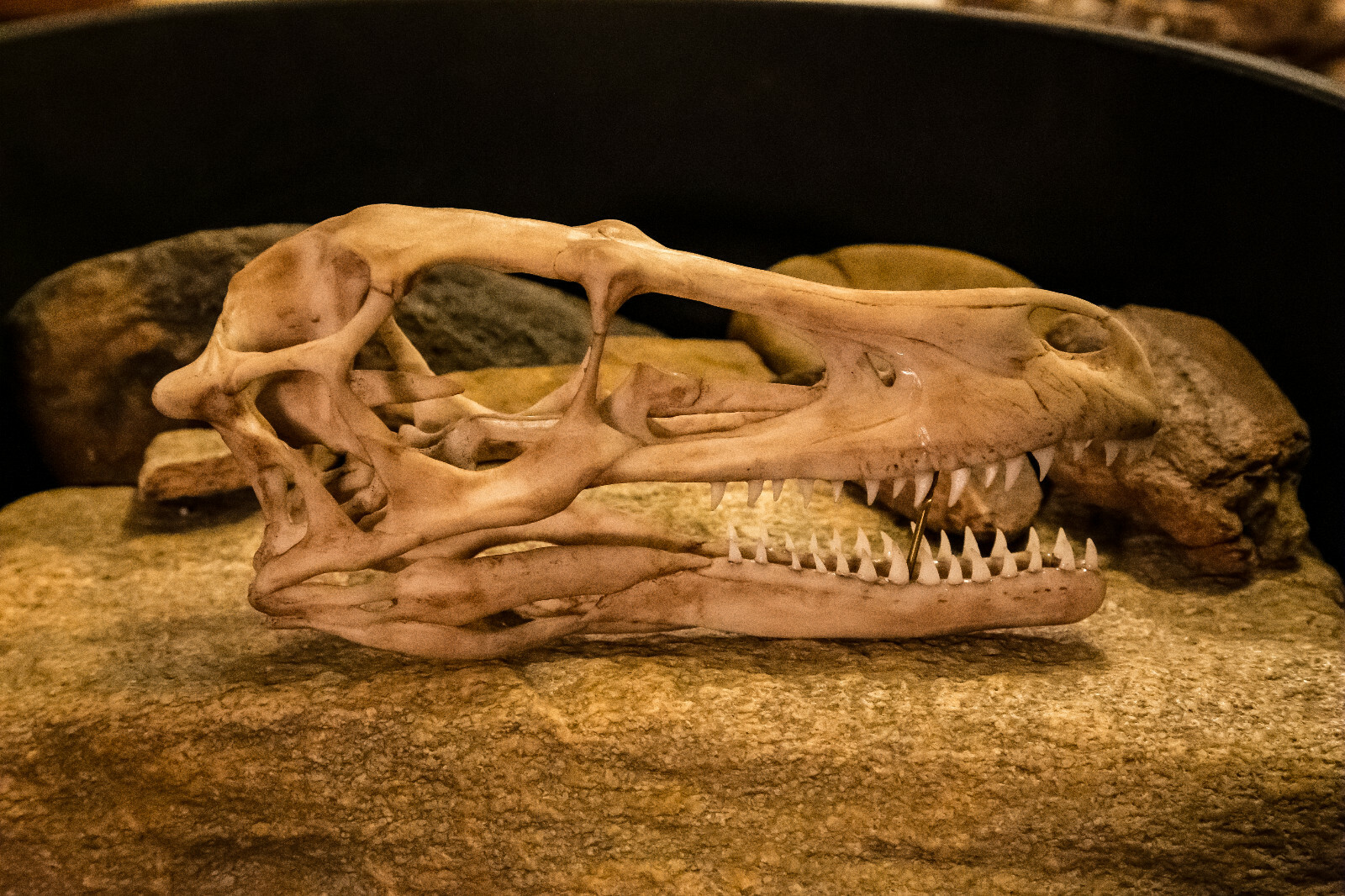 Velociraptor Skull Replica - Dark Fossil Finish - Museum Quality Display