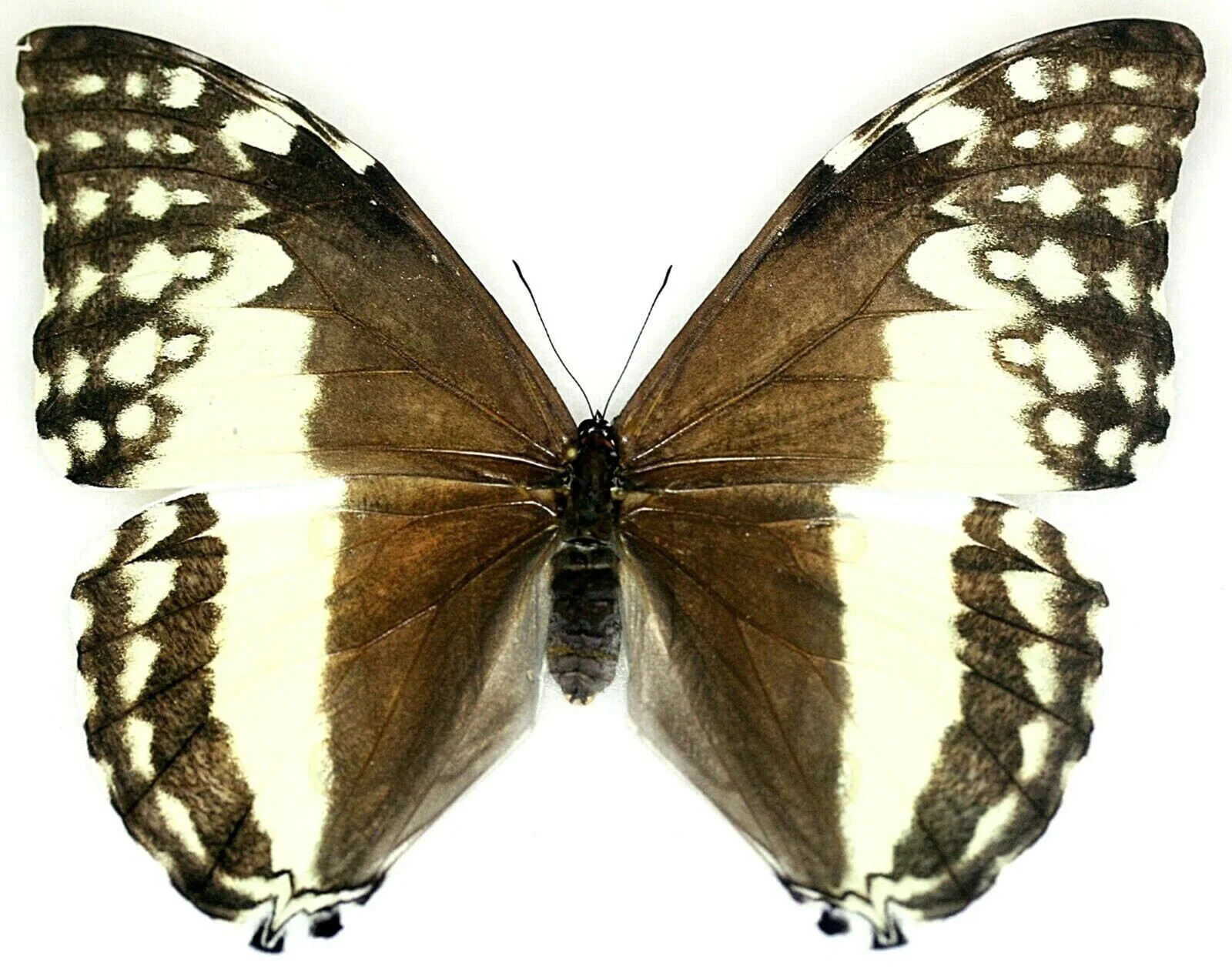 Insect Butterfly Moth Morphidae Morpho adonis-A1 FEMALE-Peru
