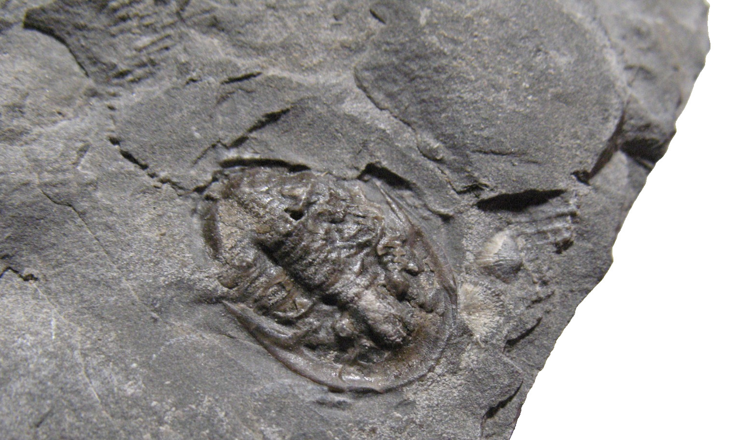 Silurian Rochester Shale trilobite fossil Radnoria bretti rare specimen