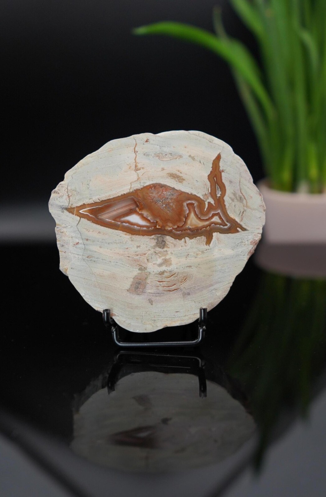 Natural German Agate Slice with Fish, Agate with Natural Fish Pattern 7cm