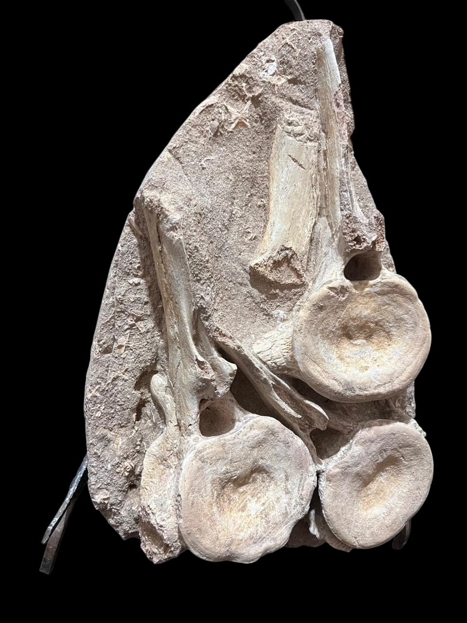 Triple Plesiosaurus Vertebrae Fossil - Prehistoric Marine Reptile - Big Dinosaur