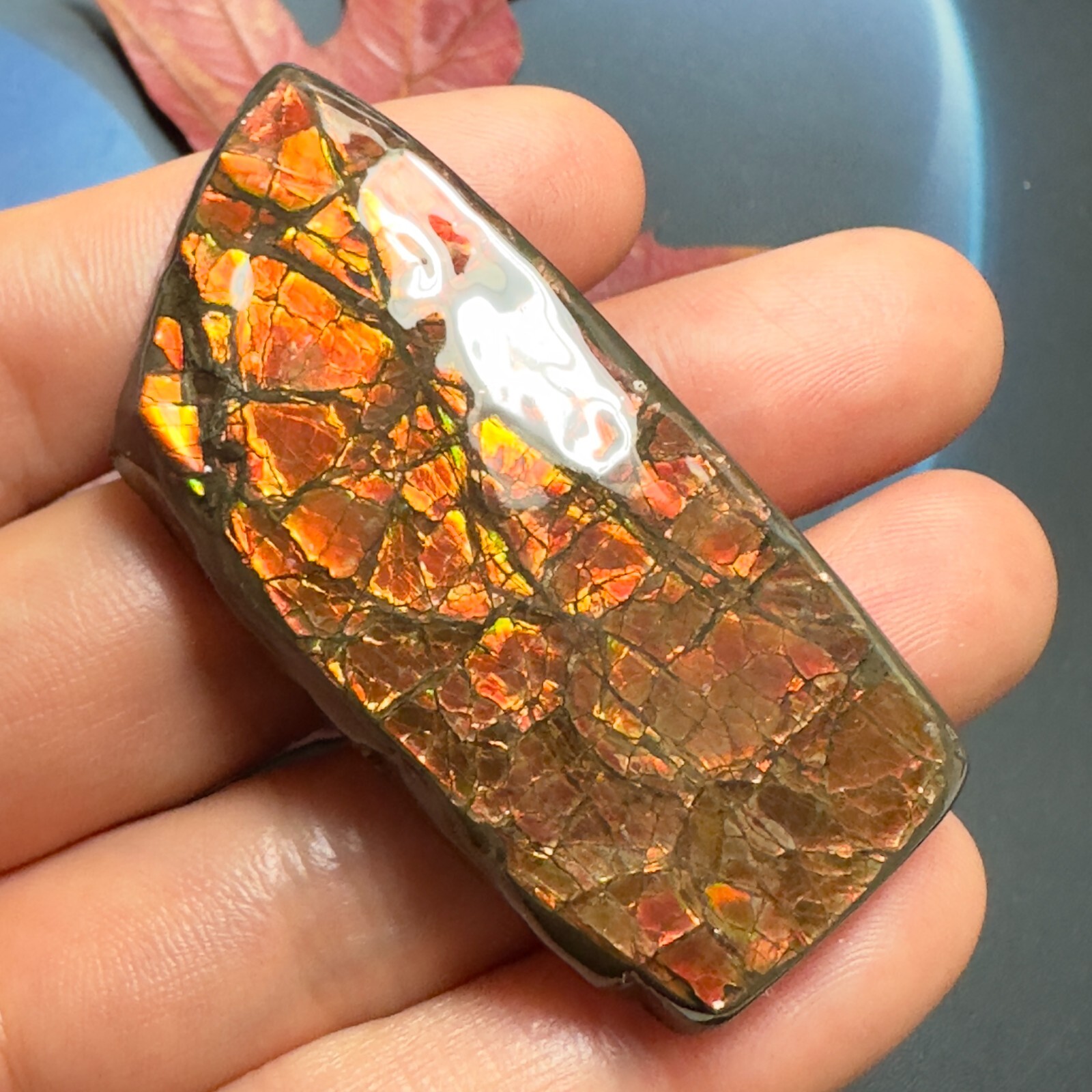 Authentic Canadian Ammonite Specimen 58X27X7 mm 29 Grams #3018-53