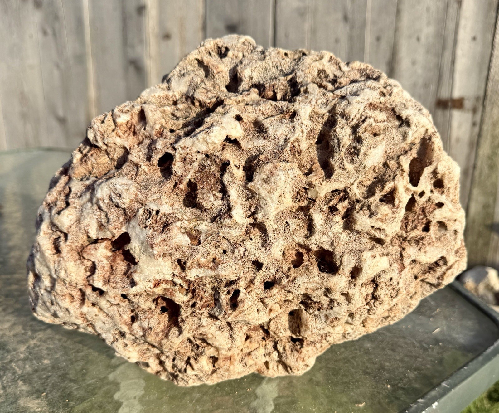 FABULOUS* 23 Lb Huge Fossil Coral - Unique Specimen~ Pretty Chalcedony Replaced