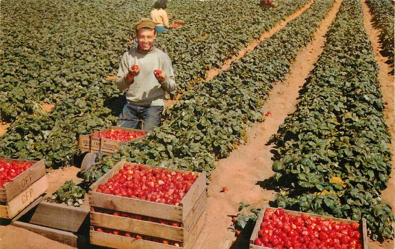 California Watsonville Strawberries Crimson Harvest Crocker Postcard 22-9125