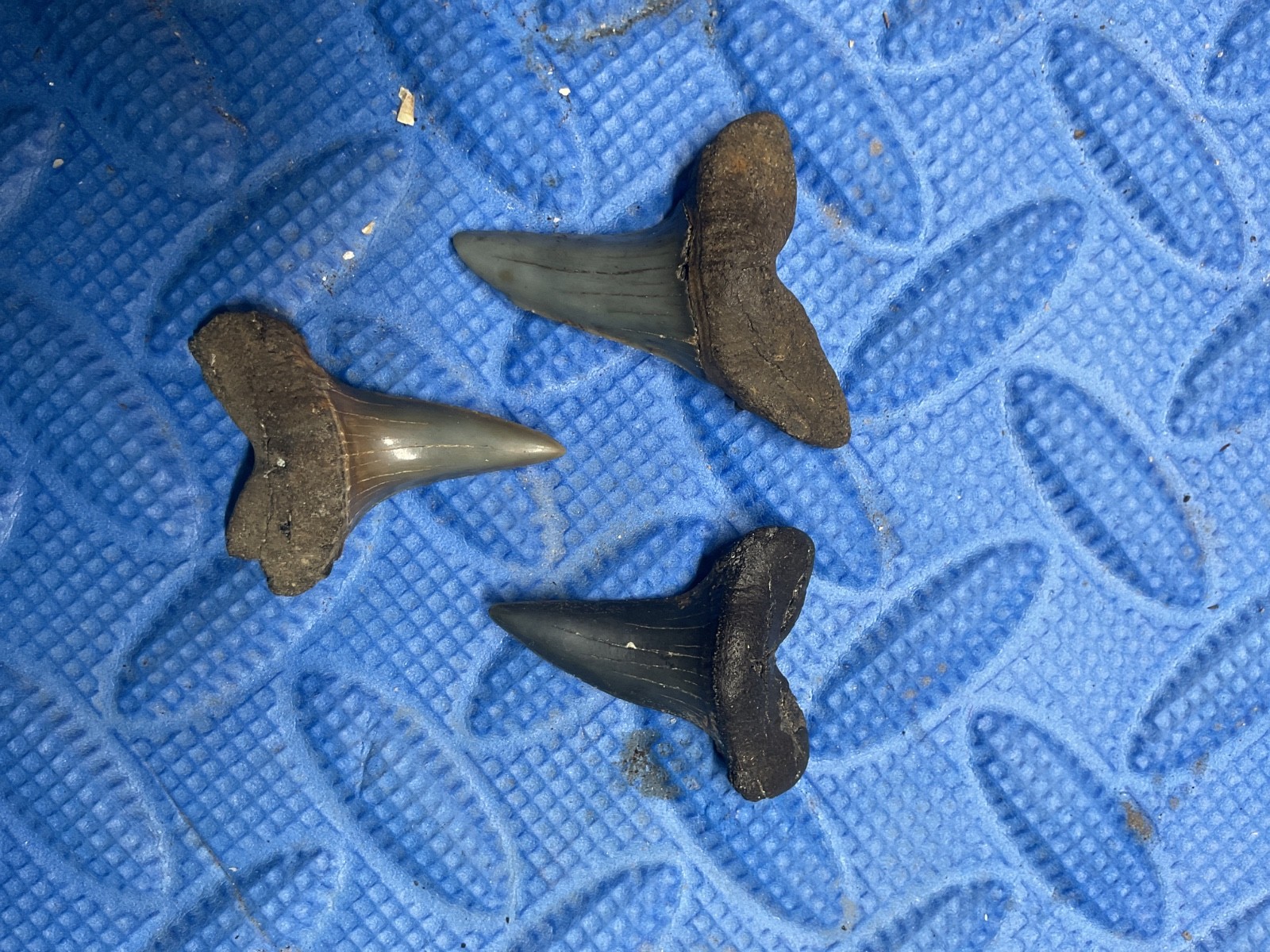 Lot of 3 Cusped Retroflexus shark tooth fossil from SC