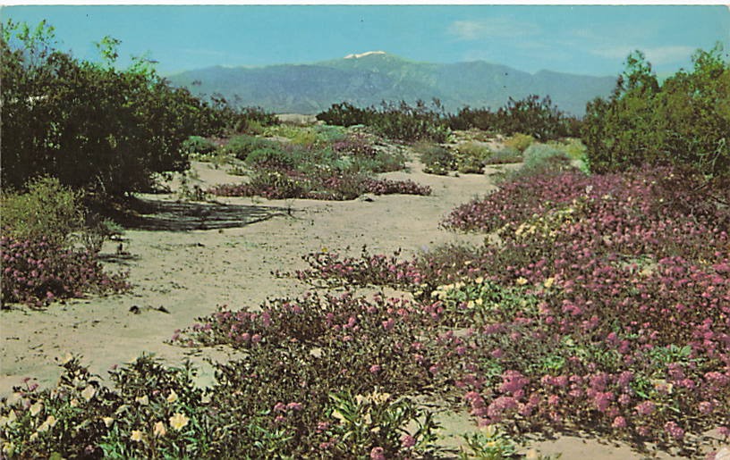 Postcard NV: Springtime on the Desert, Sand Verbena & Wild Primrose