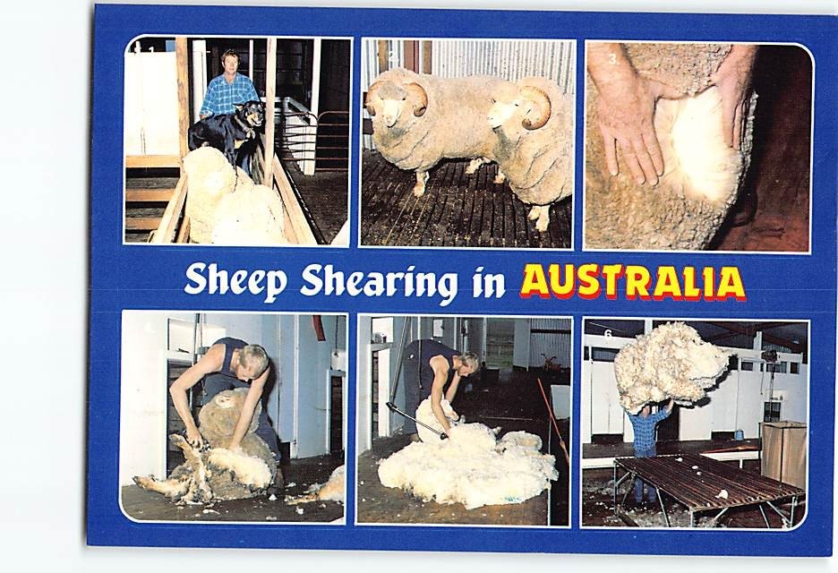 Postcard Sheep Shearing in Australia