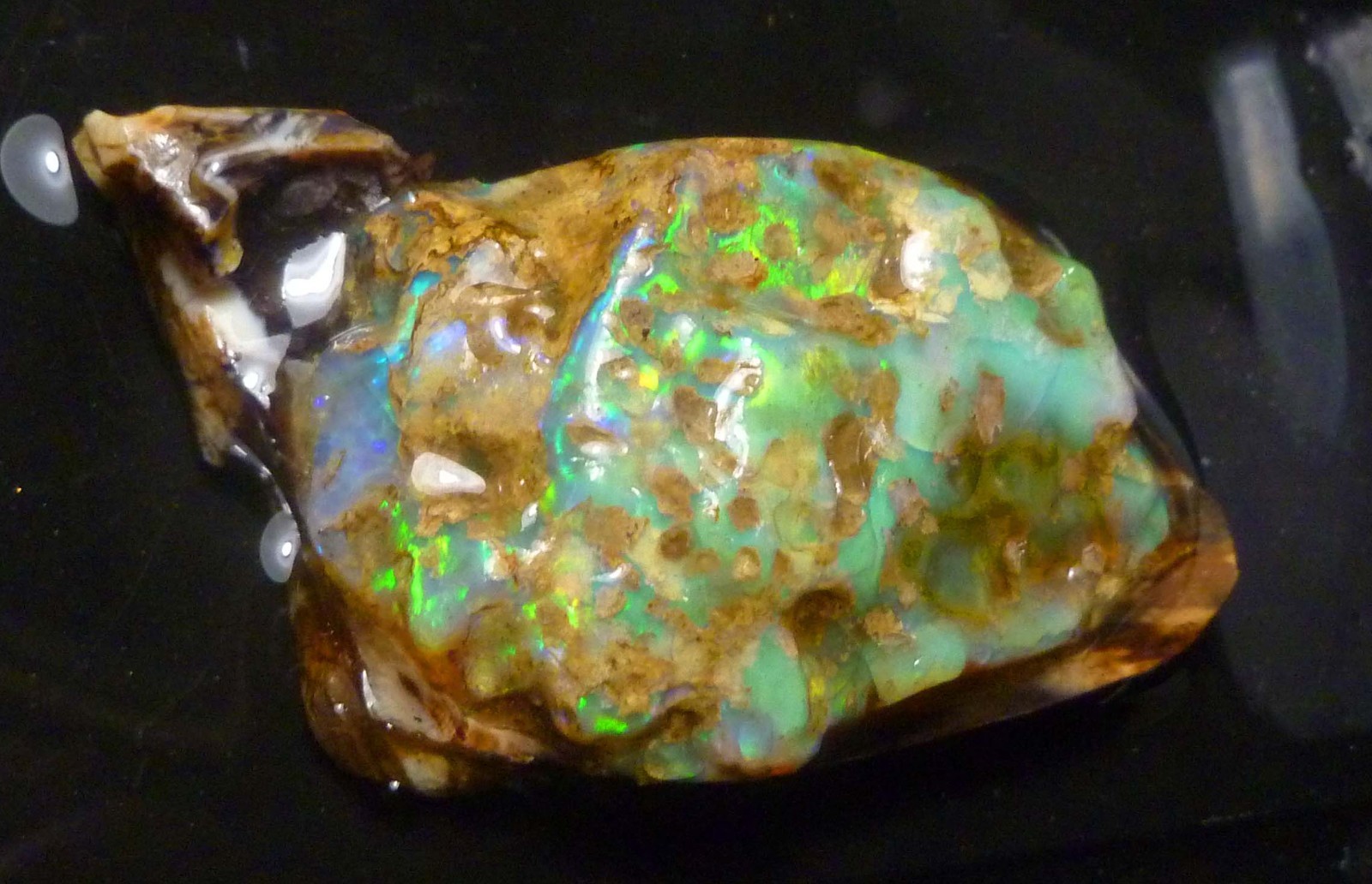 Precious BLACK Opalized Wood from Virgin Valley Nevada Opal 169 carats