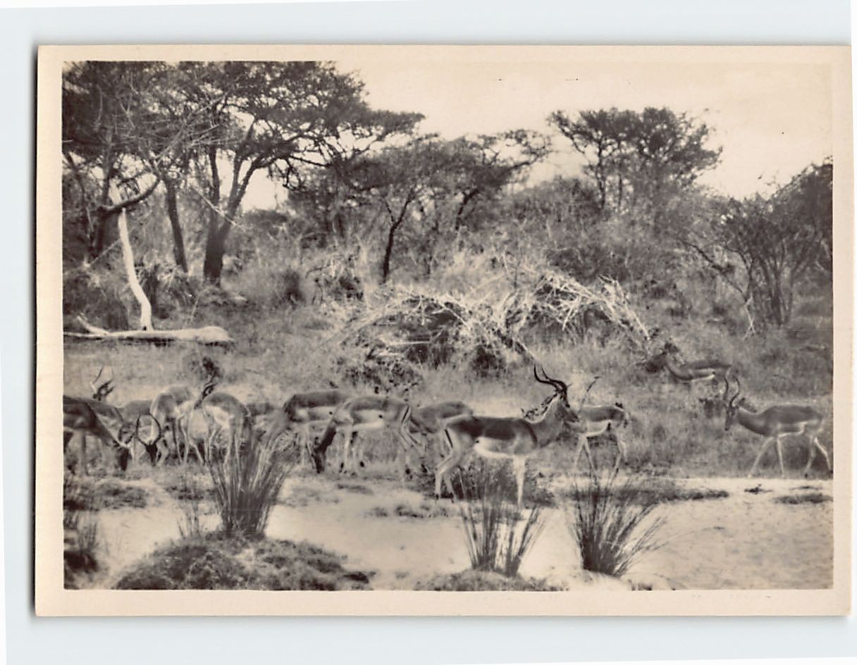 Postcard Herd of Impalas